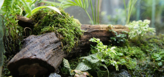 R&eacute;aliser un terrarium avec du li&egrave;ge